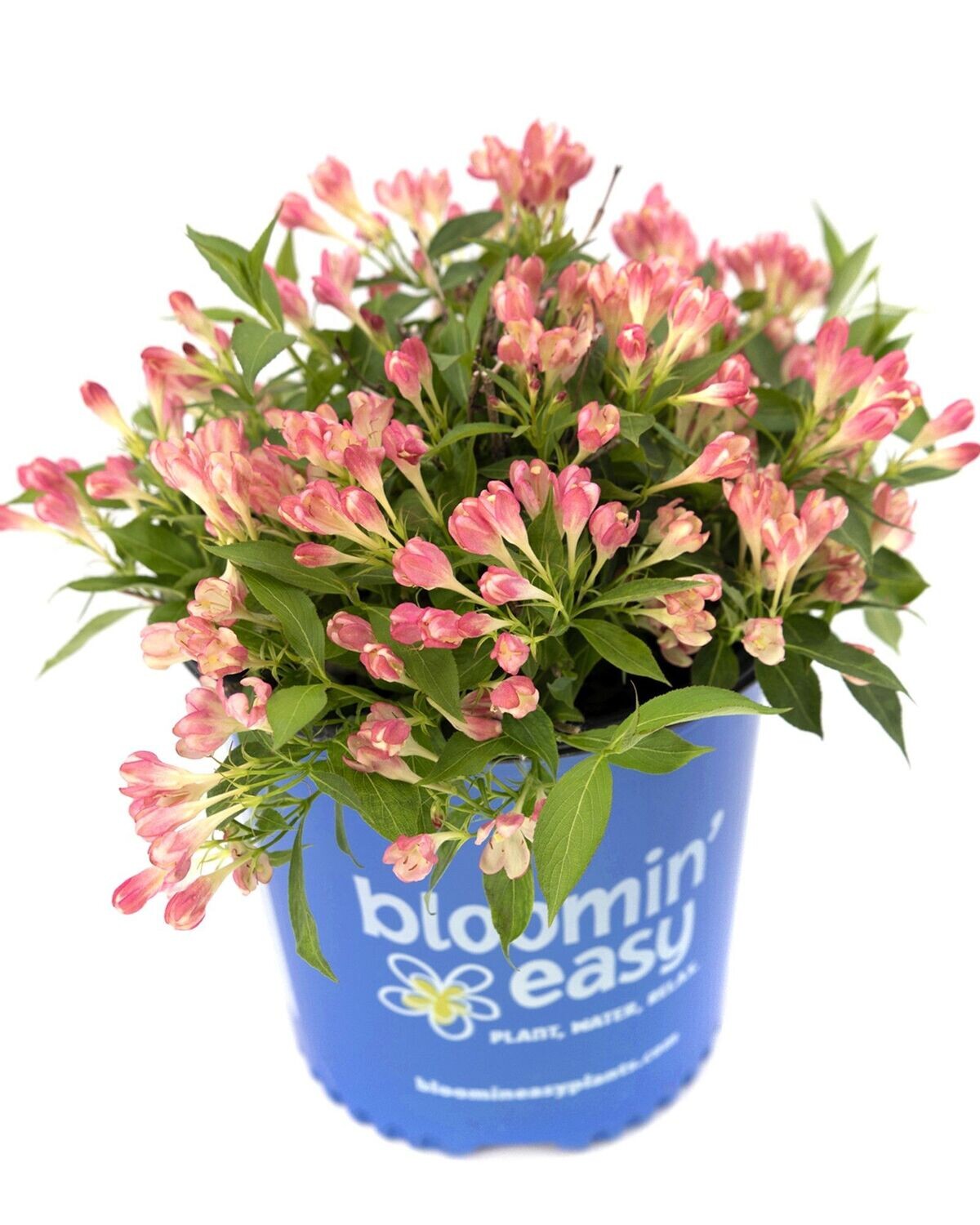 Weigela florida ‘Peach Kisses’™ BE