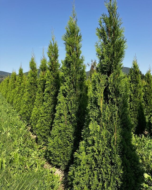 Thuya occidentalis 'Smaragd'
