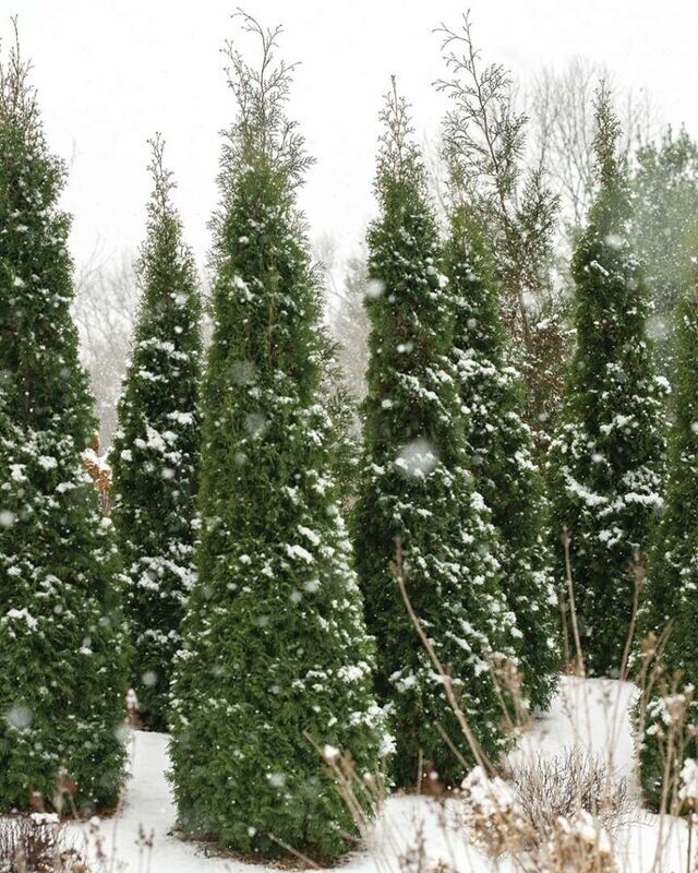 Thuya occidentalis 'North Pole'® PW