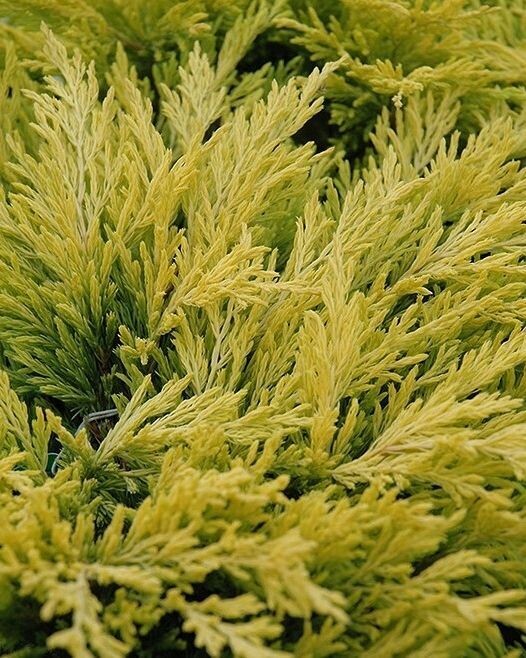 Juniperus horizontalis 'Limeglow'