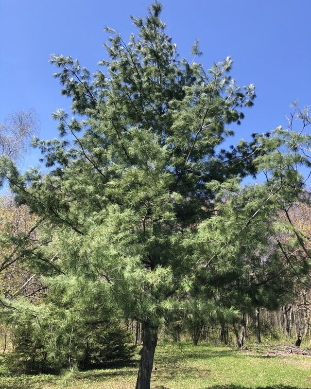 Pinus strobus