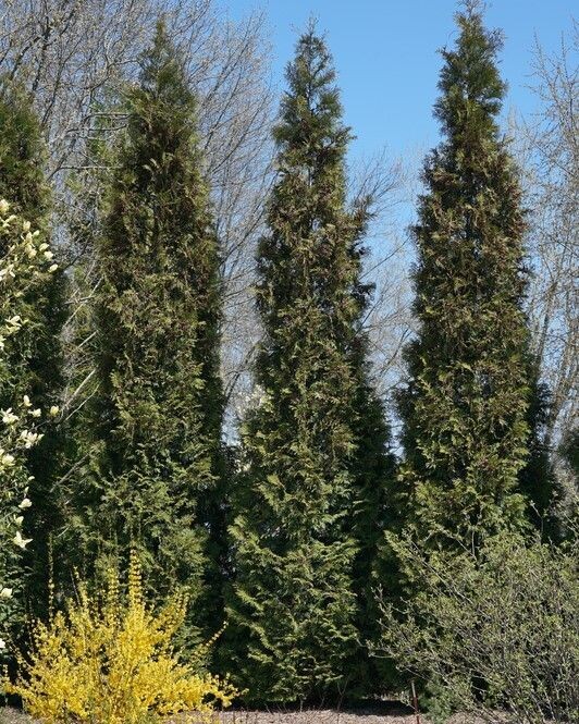 Thuya Full Speed A Hedge® 'American Pillar'