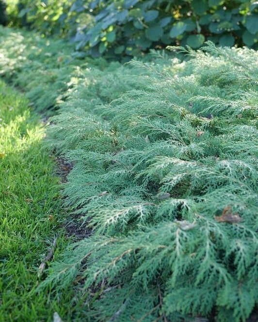 Microbiota decussata 'Celtic Pride'® PW