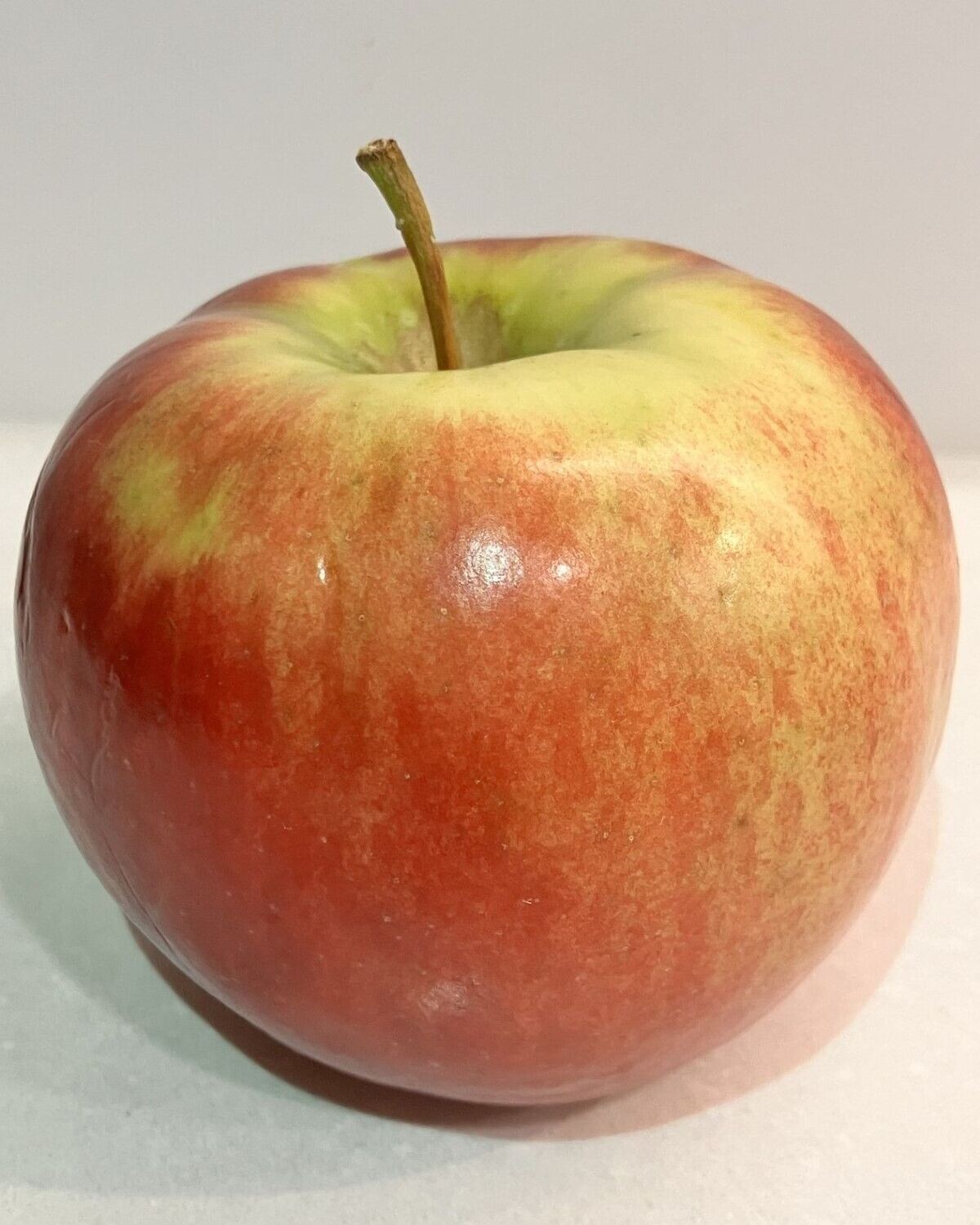 Malus 'Cortland'