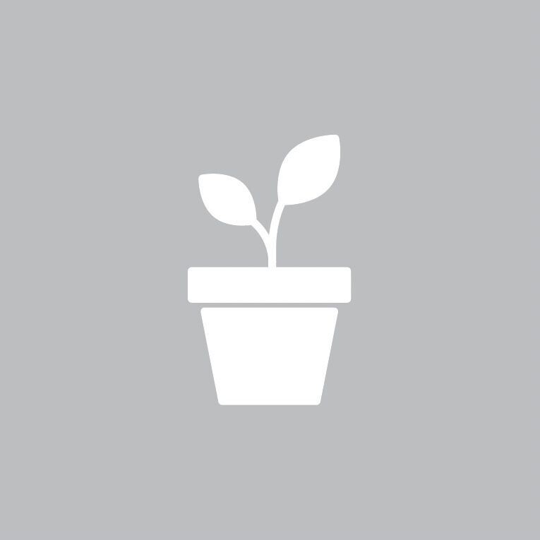 Astilbe chinensis 'Vision In White'
