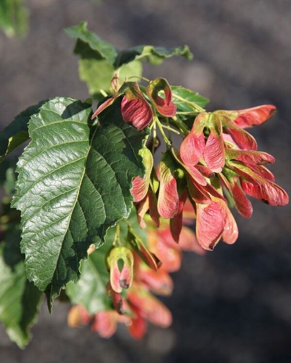 Acer ginnala 'Ruby Slippers'