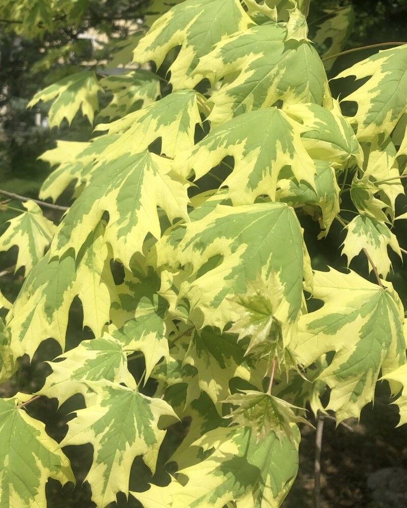 Acer platanoides 'Drummondii'