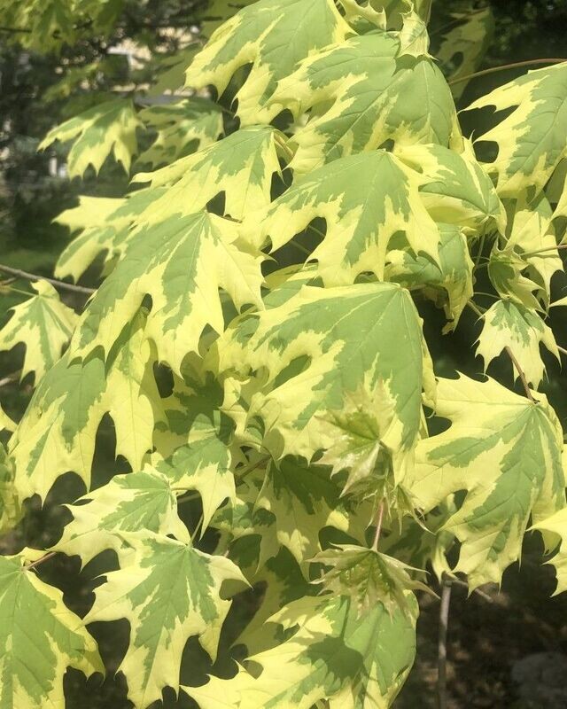 Acer platanoides 'Drummondii'