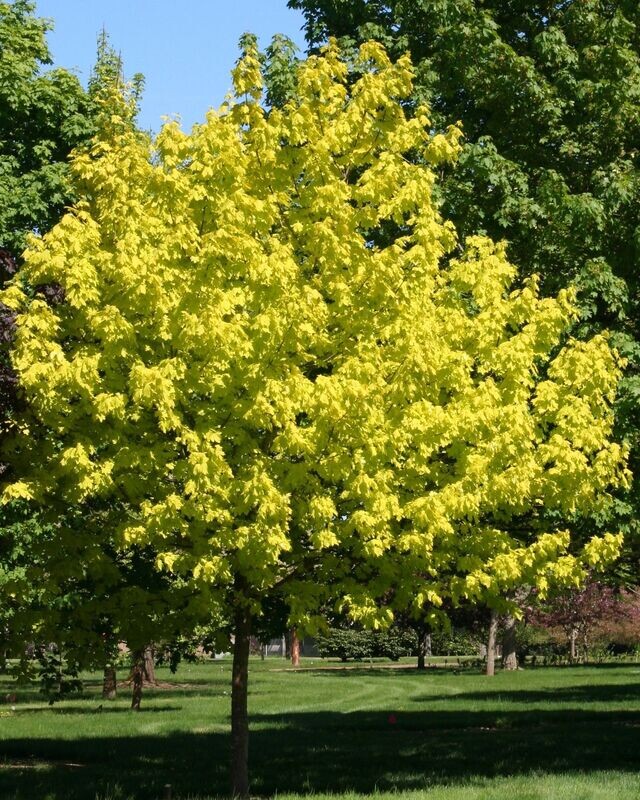 Acer platanoïdes 'Princeton Gold'