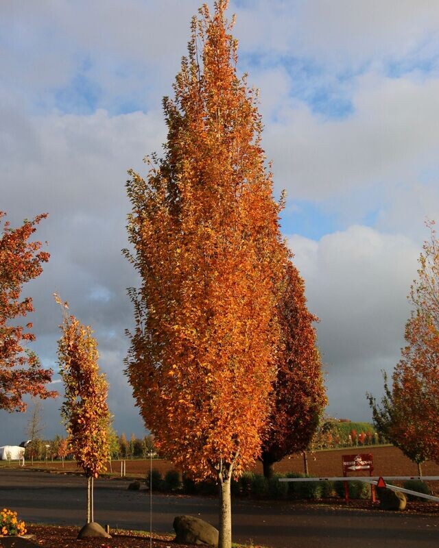 Acer rubrum 'Armstrong'