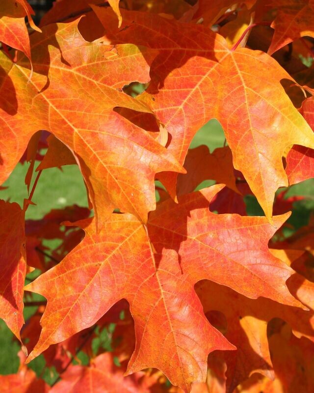 Acer saccharum 'Fall Fiesta'