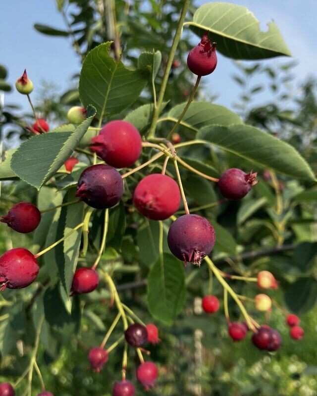 Amelanchier grandiflora 'Autumn Brillance'