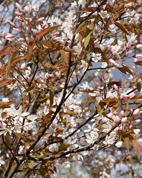 Amelanchier grandiflora 'Robin Hill'