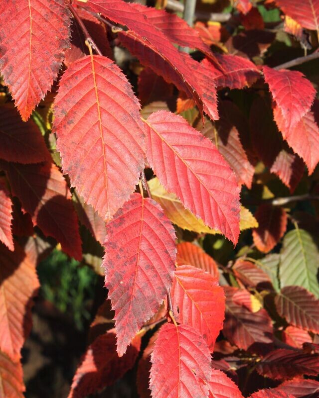 Carpinus caroliniana