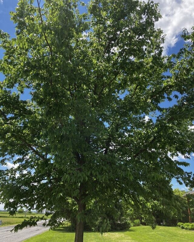 Celtis occidentalis