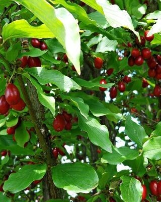 Cornus mas