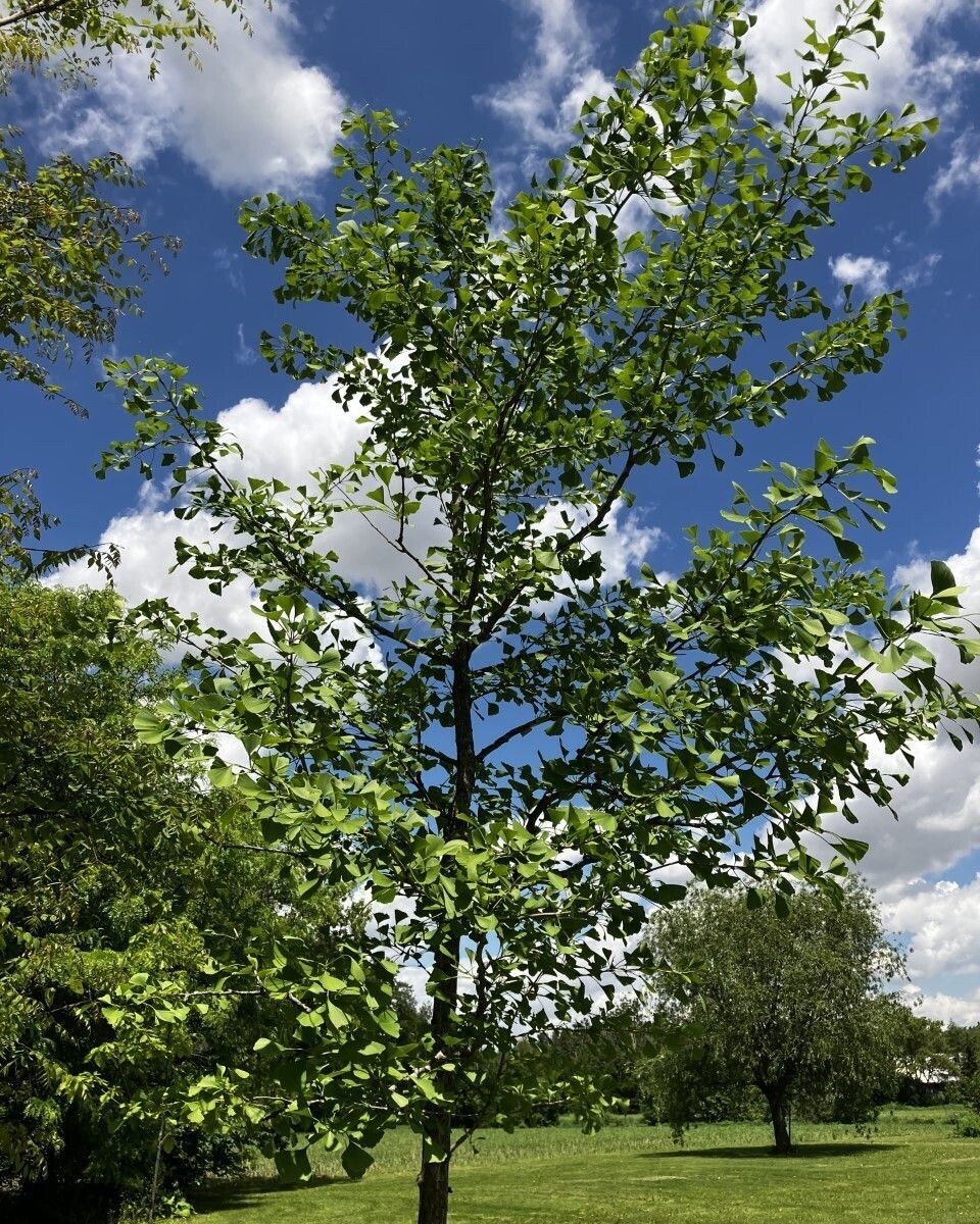 Ginkgo biloba