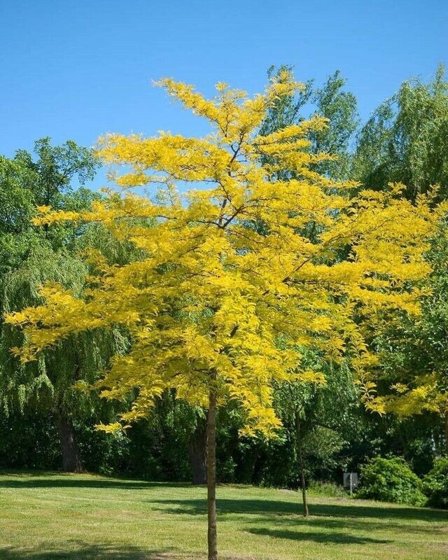 Gleditsia triacanthos 'Sunburst'®