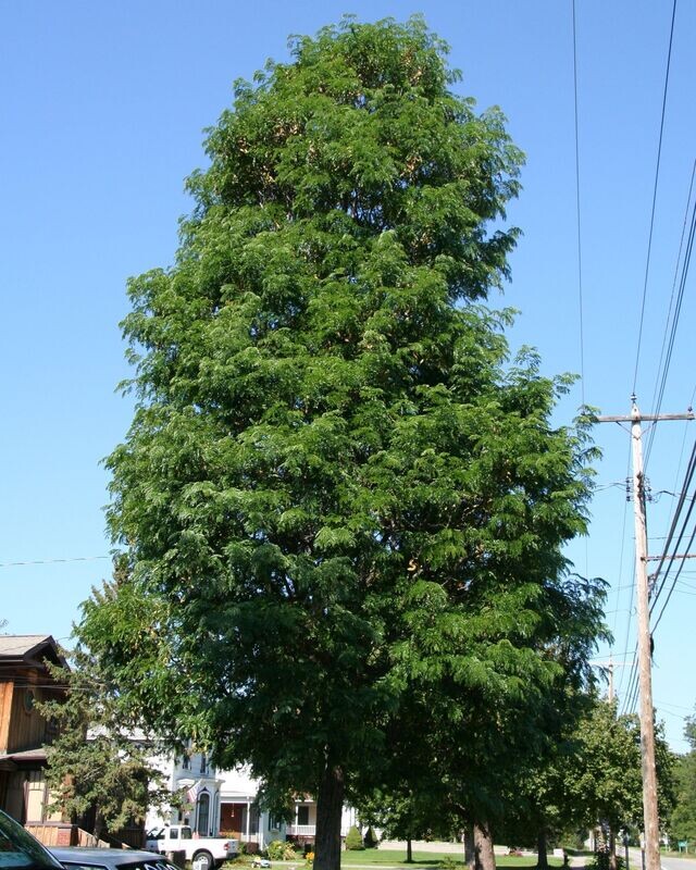 Gleditsia triacanthos 'Street Keeper'®