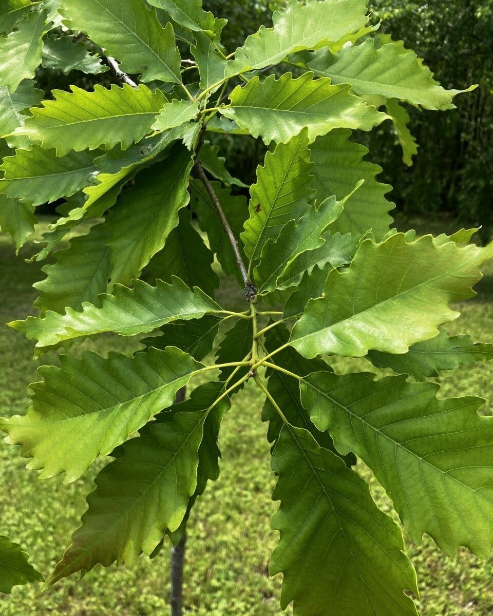 Quercus muehlenbergii