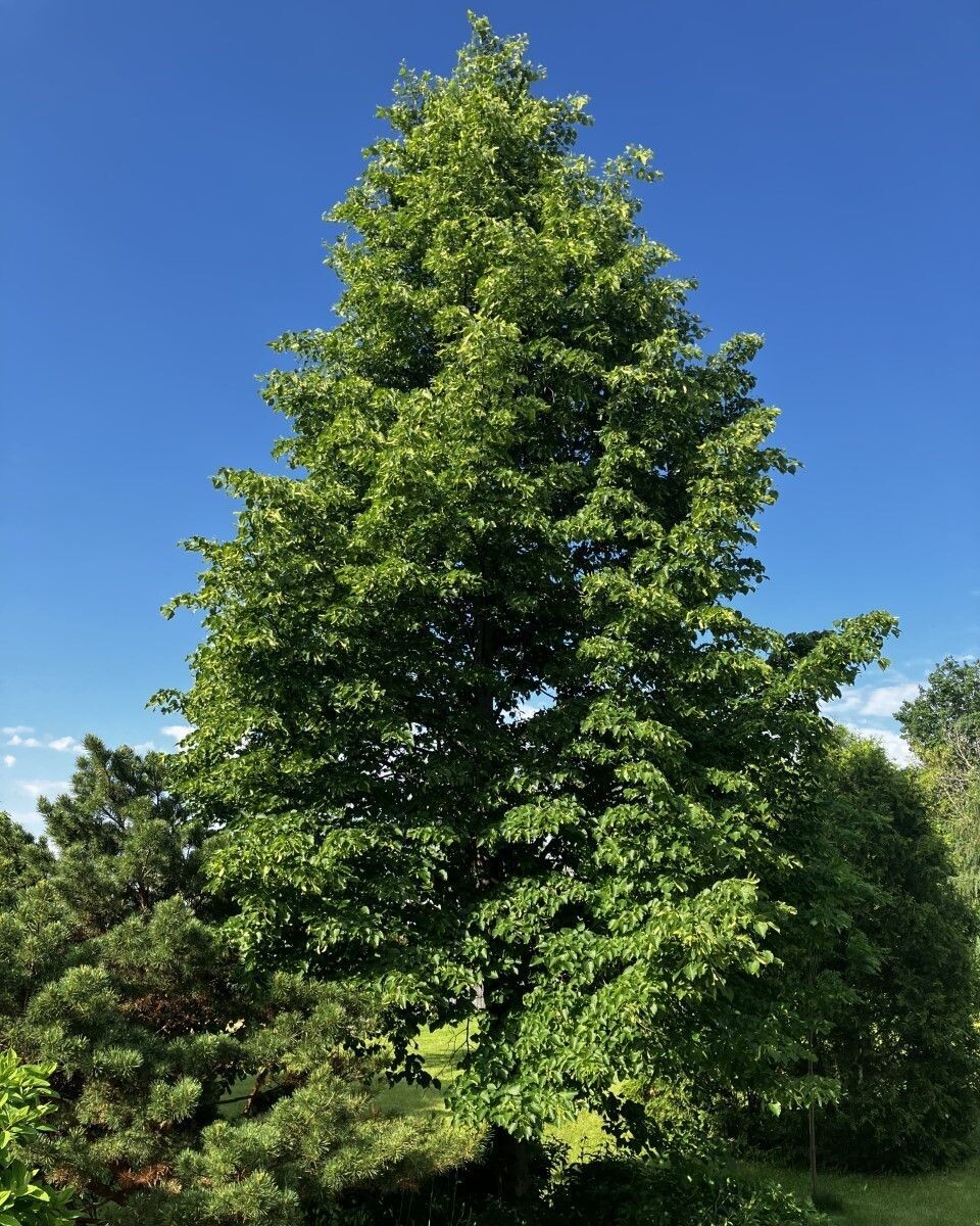 Tilia cordata 'Glenleven'