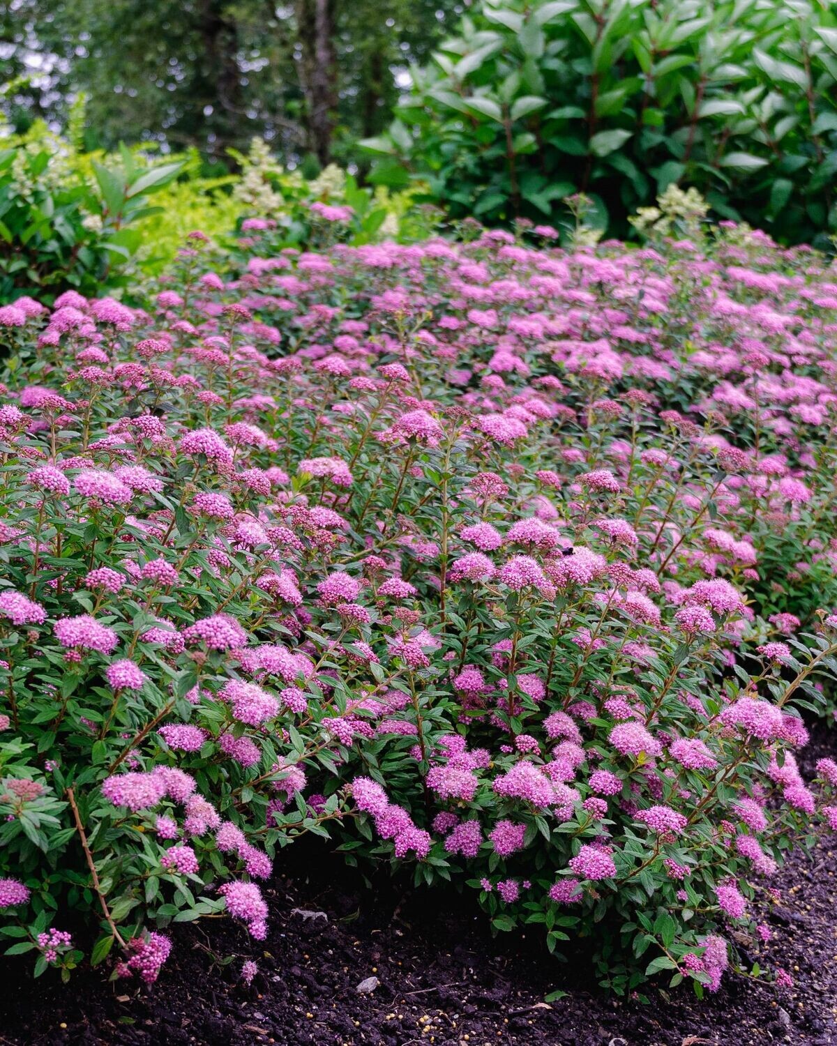 Spiraea japonica ‘Poprock® Petite’ BE