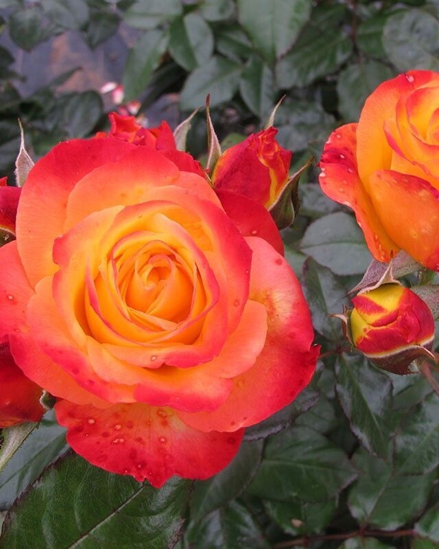 Rosa Oso Easy ‘En Fuego’™ PW