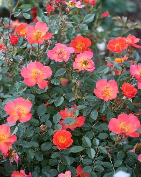 Rosa Oso Easy ‘Hot Paprika’® PW