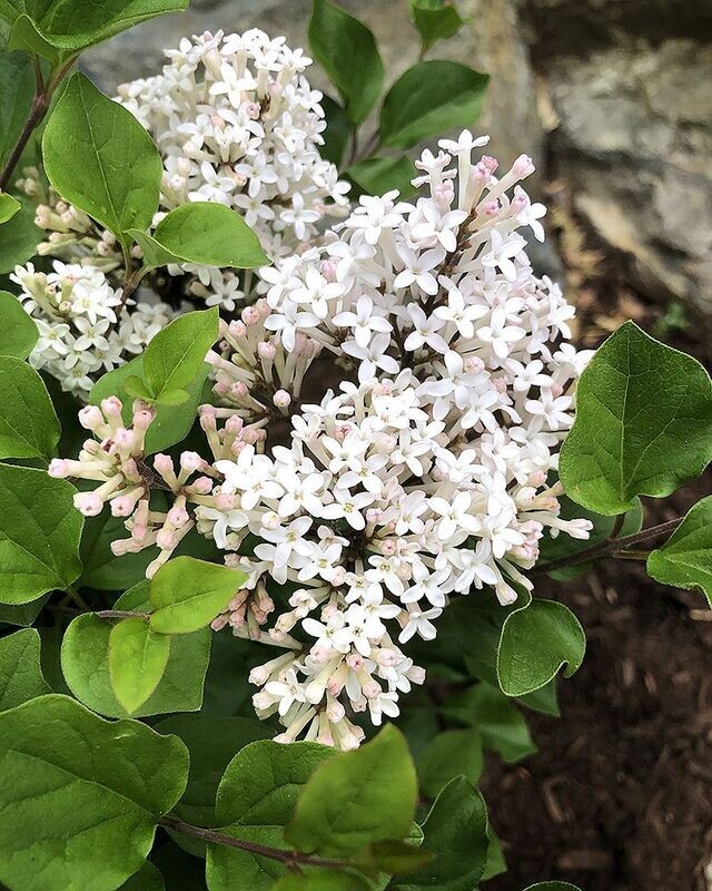 Syringa meyeri 'Pearl Potion'™ BE