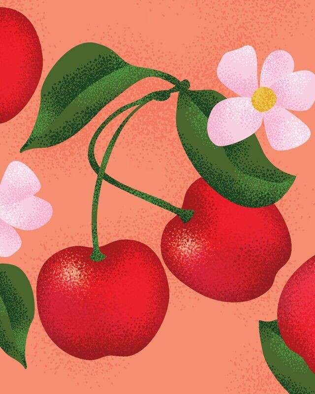Prunus cerasus 'Roméo' biologique