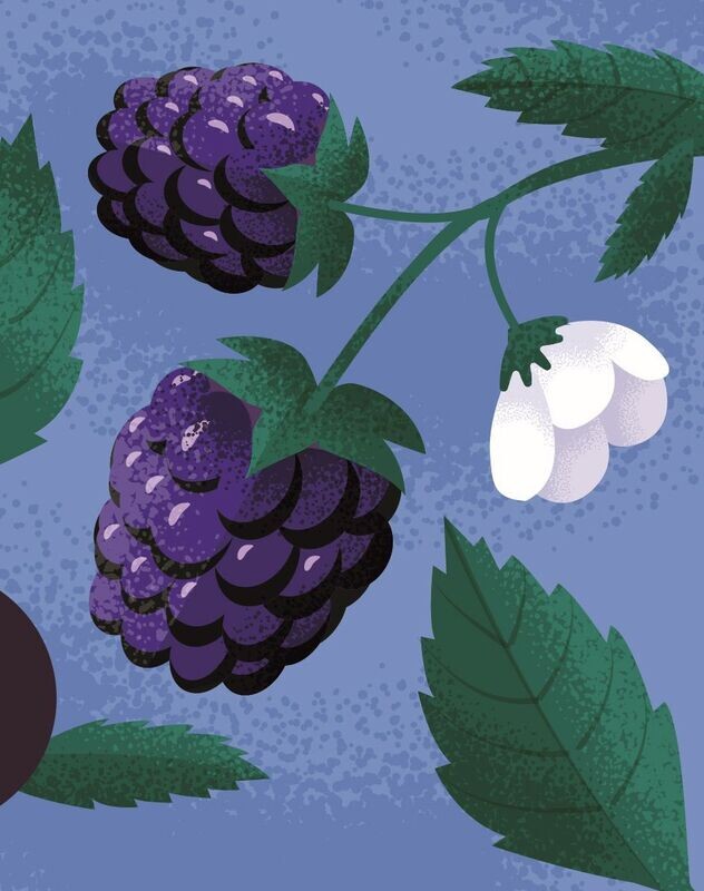Rubus fruticosus 'Chester' Biologique