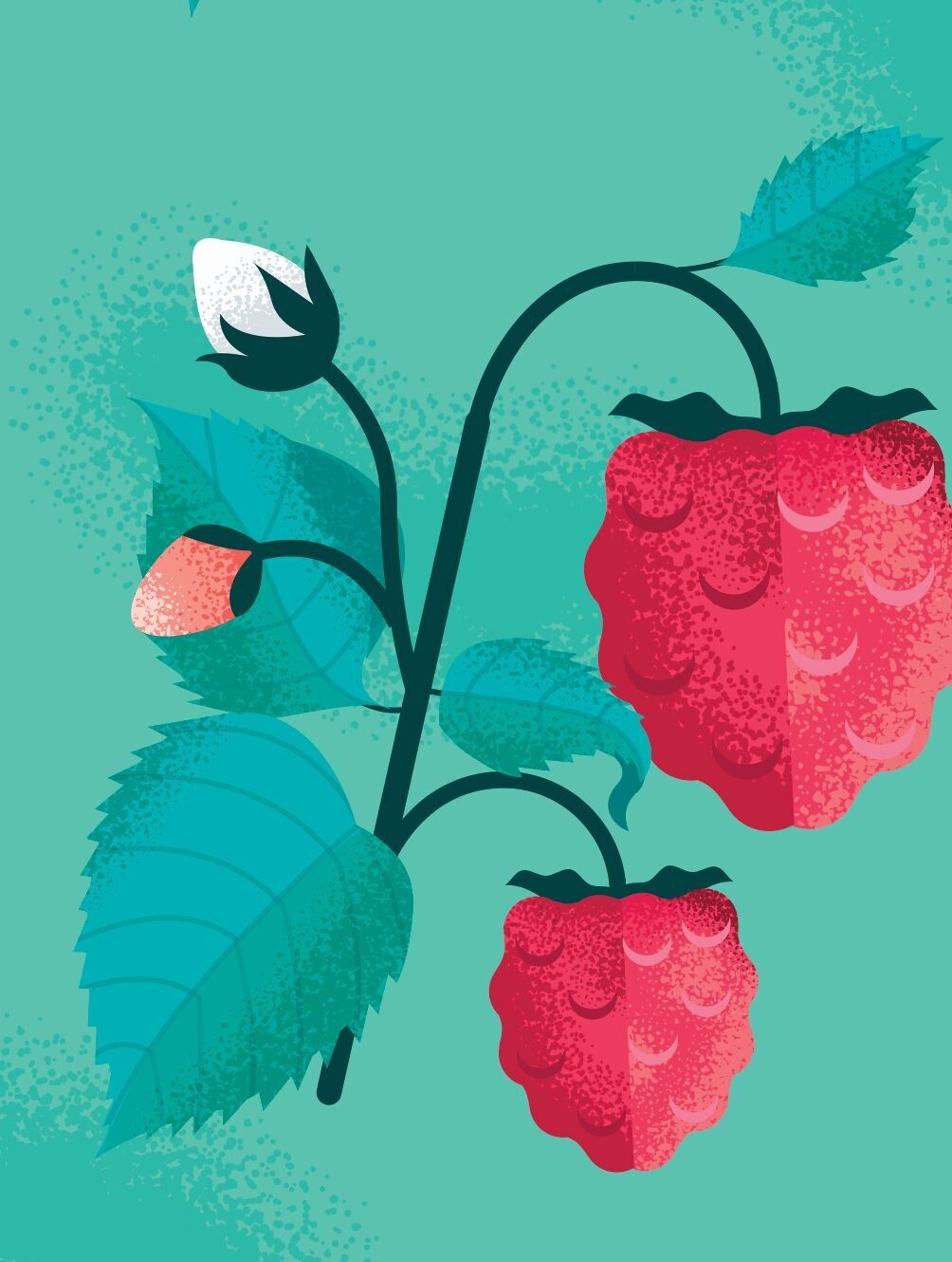 Rubus idaeus 'Caroline' Biologique