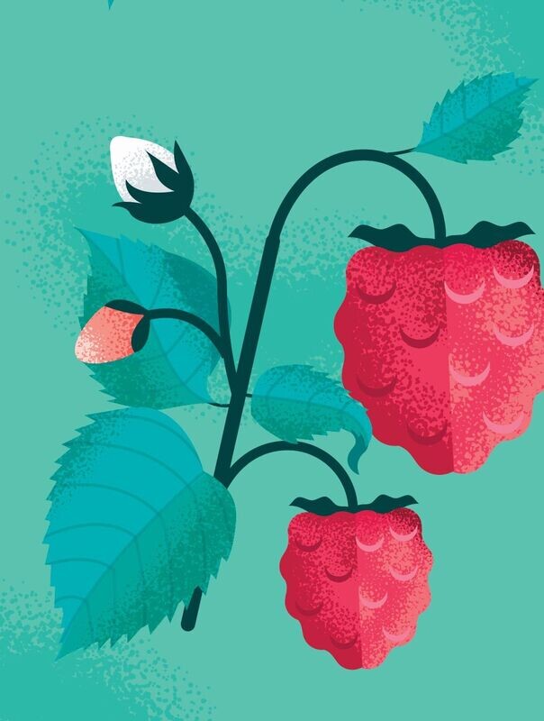 Rubus idaeus 'Caroline' Biologique