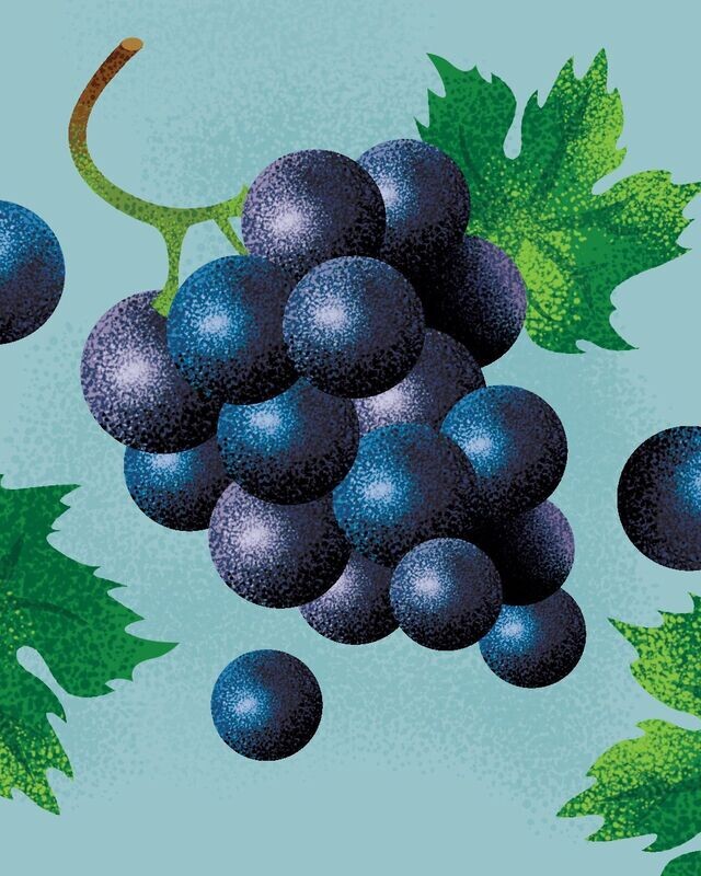 Vitis riparia 'Trollhaugen' Biologique