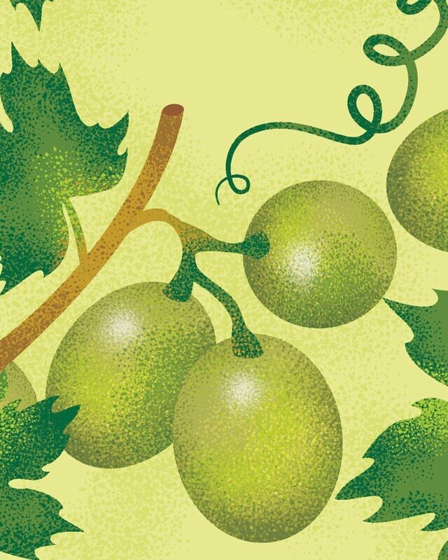 Vitis riparia 'Prairie Star' Biologique
