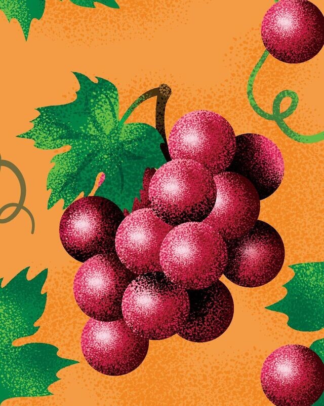 Vitis riparia 'Somerset' Biologique