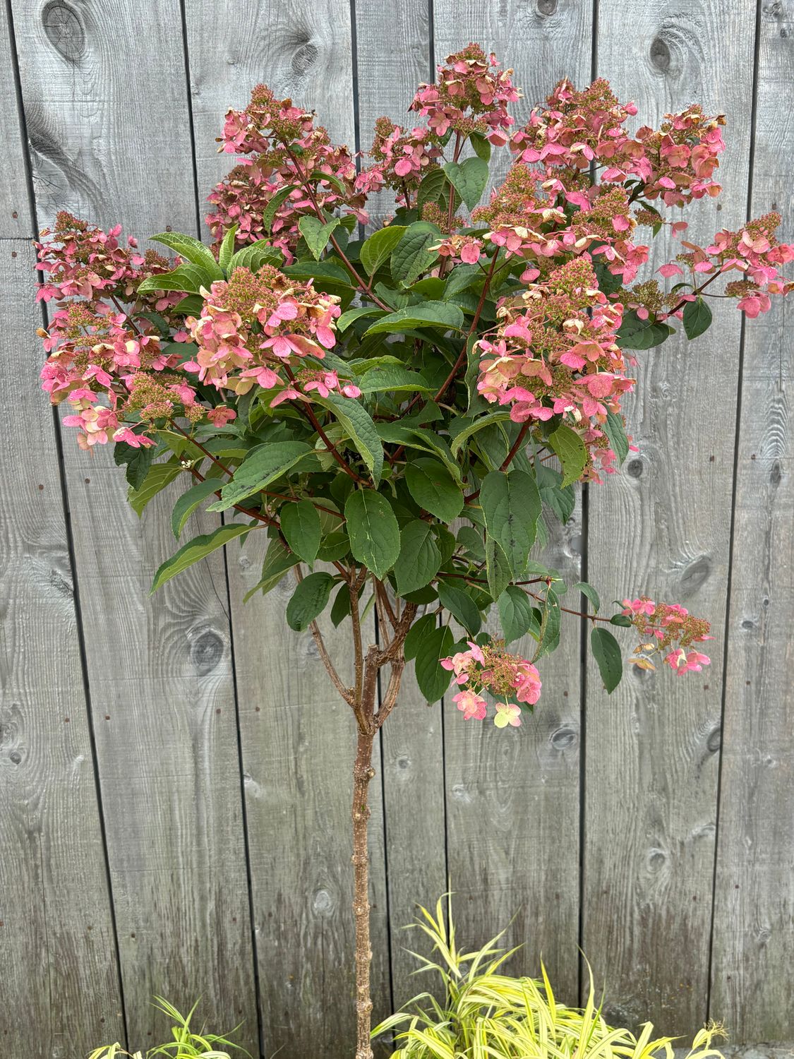 Hydrangea paniculata ‘Quick Fire’® PW std