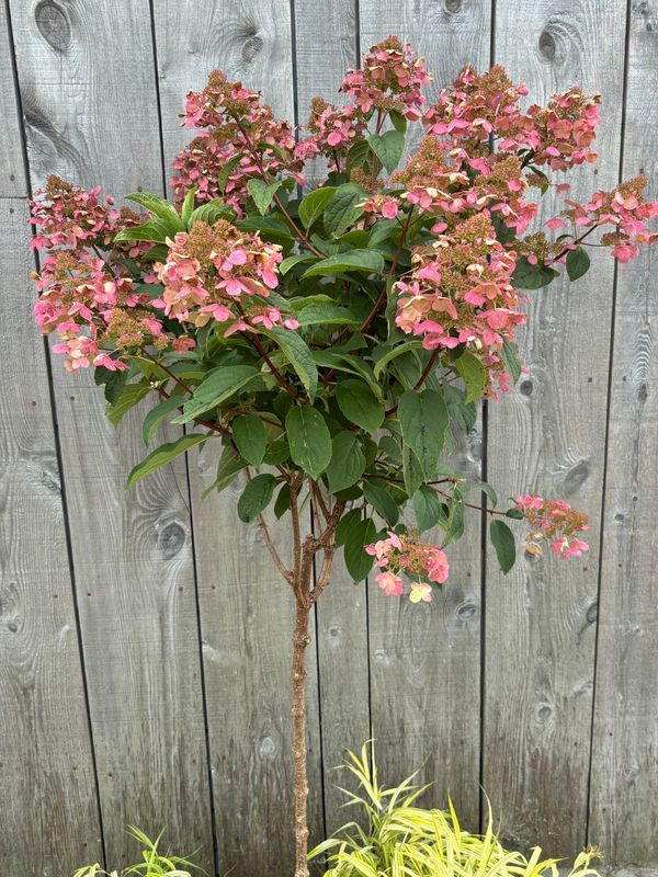 Hydrangea paniculata ‘Quick Fire’® PW std