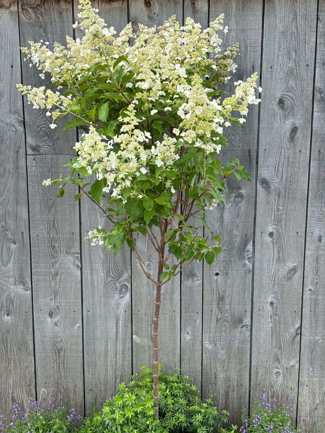 Hydrangea paniculata ‘Kyushu’ sur tige