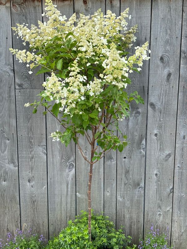 Hydrangea paniculata ‘Kyushu’ sur tige