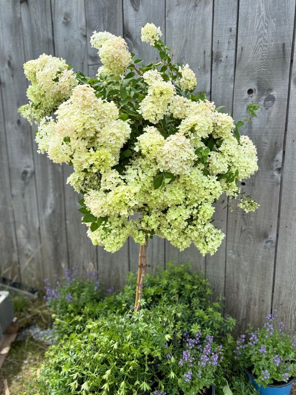 Hydrangea paniculata ‘Grandiflora’ std
