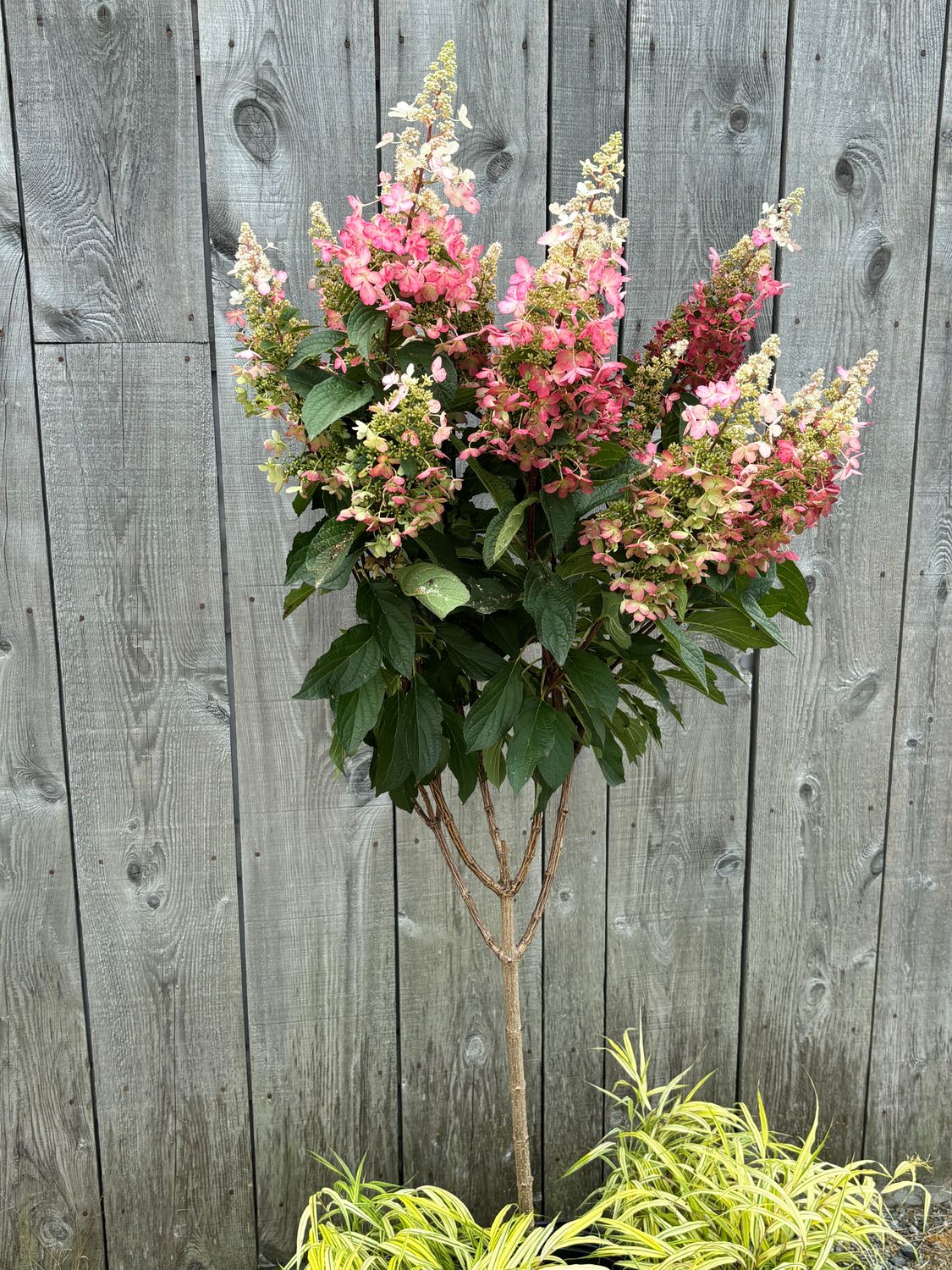 Hydrangea paniculata ‘Candelabra’® BE sur tige