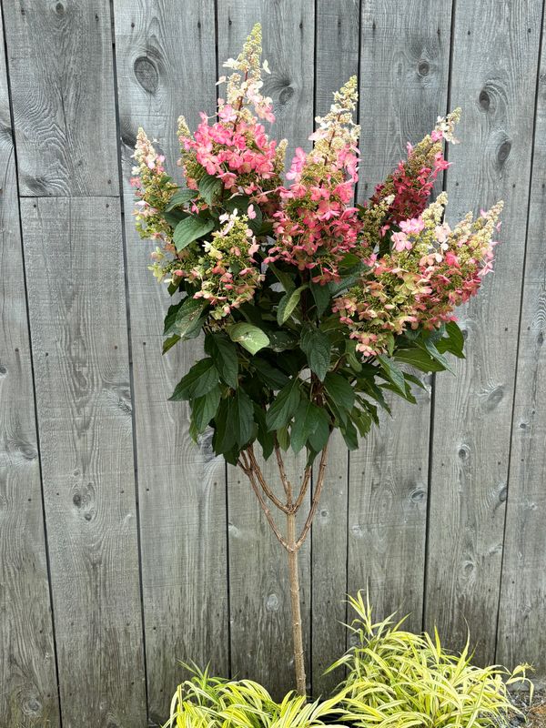 Hydrangea paniculata ‘Candelabra’® BE std