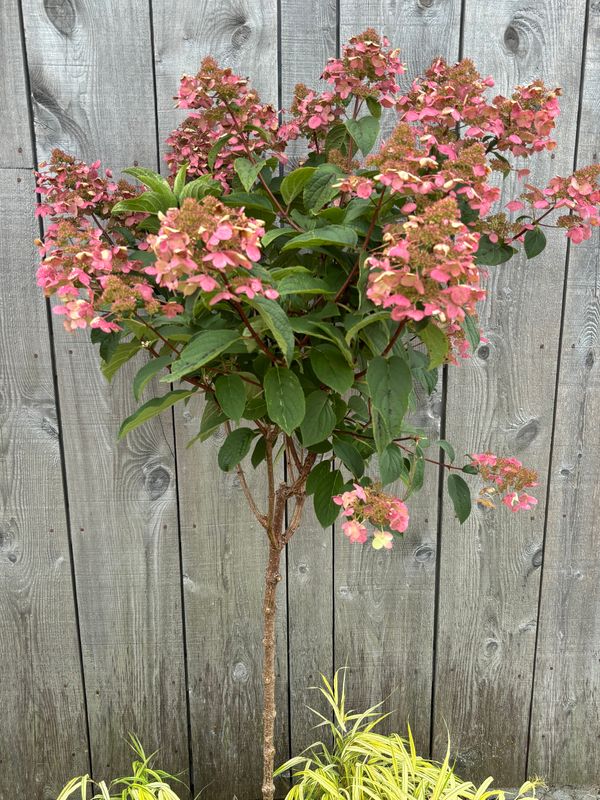 Hydrangea paniculata ‘Fire And Ice’ std