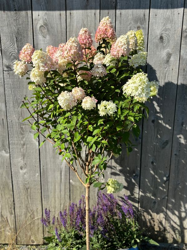 Hydrangea paniculata ‘Limelight Prime’®  PW std