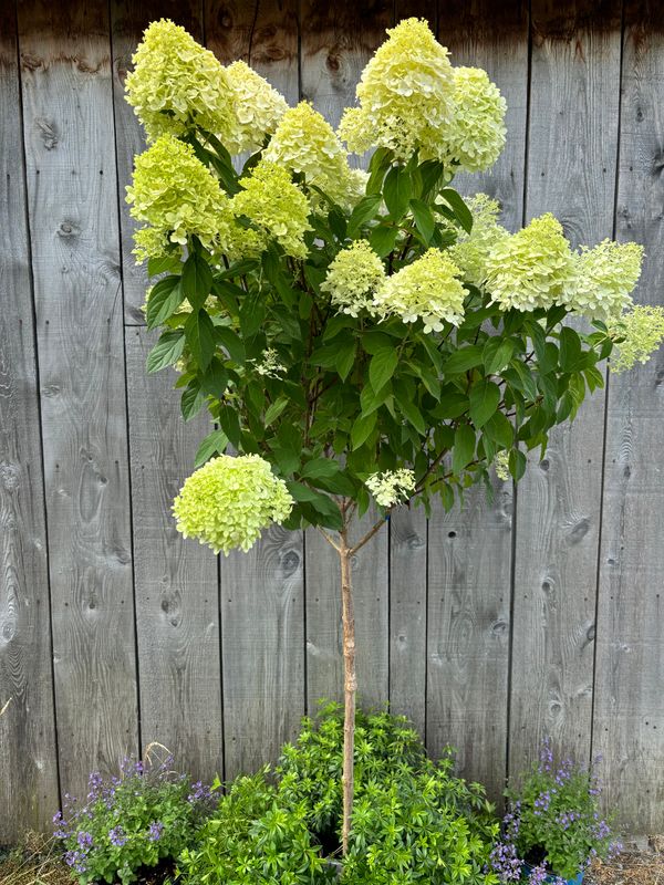 Hydrangea paniculata ‘Limelight’®  PW std