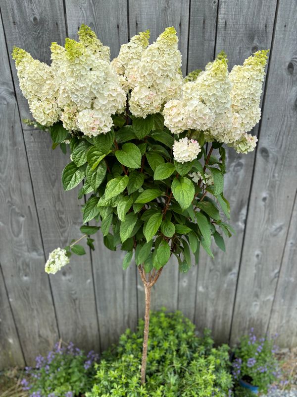 Hydrangea paniculata ‘Moonrock’® BE std
