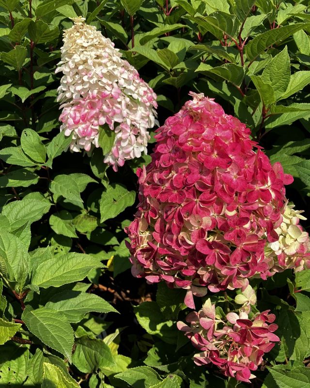 Hydrangea paniculata ‘Quick Fire Fab'® PW std