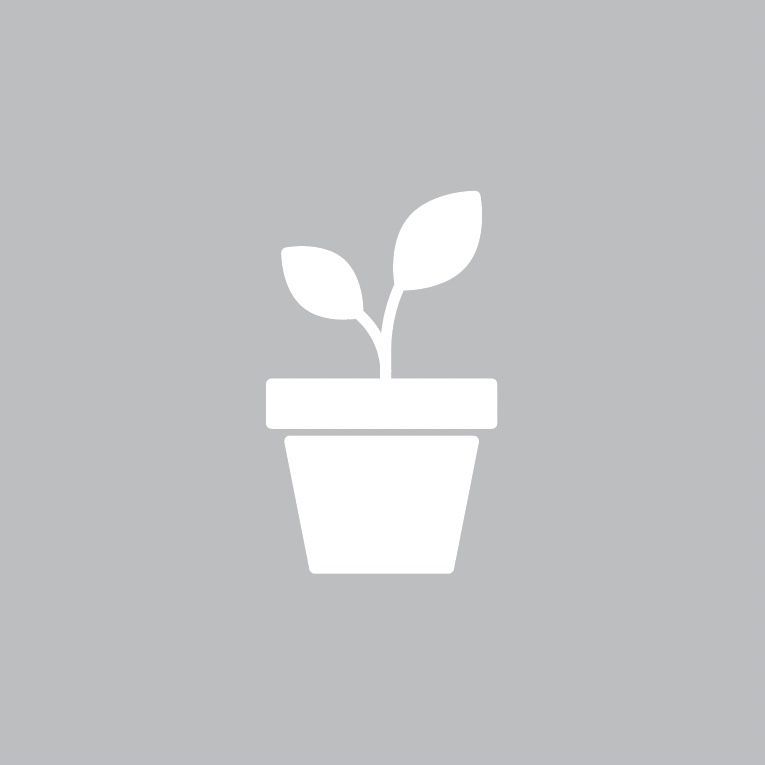 Syringa meyeri 'Pearl Potion'™ BE