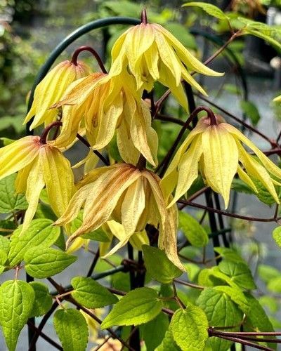 Clematis 'Funyella'® PW